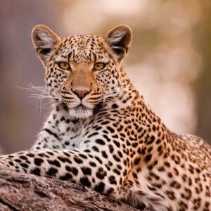 Meet your Posher, Deneen